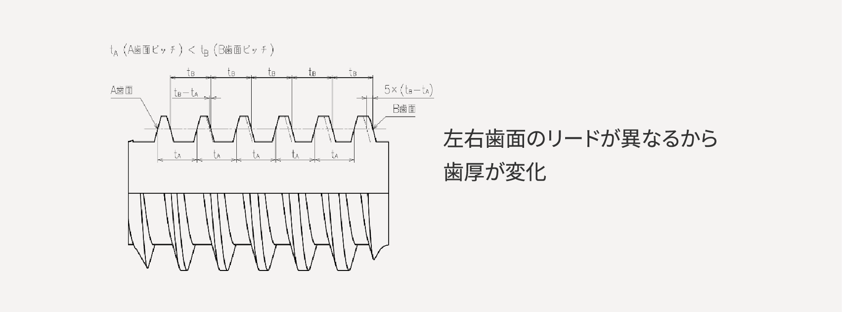 左右⻭⾯のリードが異なるから⻭厚が変化